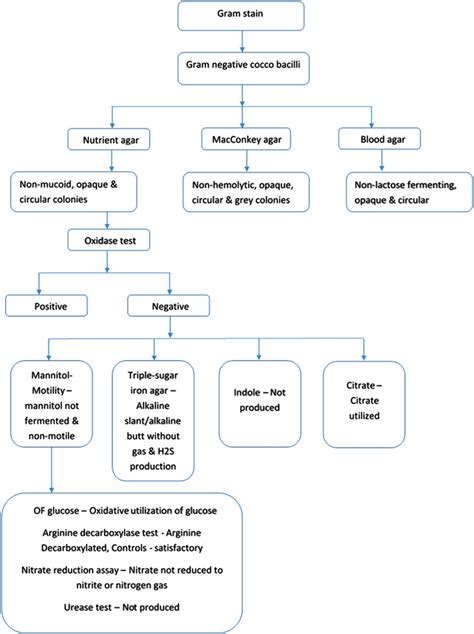 acinetobacter spp biochemical test|Accurate identification of clinically important Acinetobacter spp.: an.